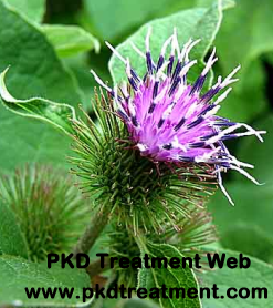 Is Burdock Good in Treating Polycystic Kidney Disease (PKD)