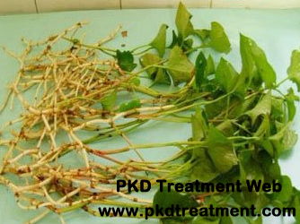 Is Houttuynia Cordata Good for Kidney Disease Patients