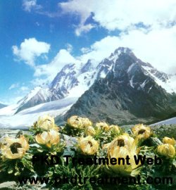 Snow Lotus Herb Is Beneficial for Kidney Failure Patients