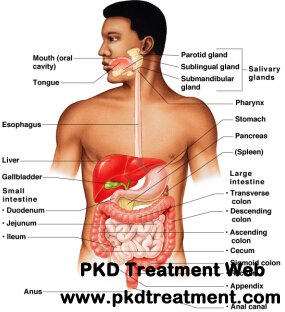 How Does Renal Failure Affect the Digestive System