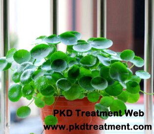 Can Gotu Kola Help Reduce Kidney Cysts