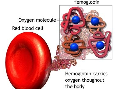 How to Improve the Hemoglobin Level In PKD