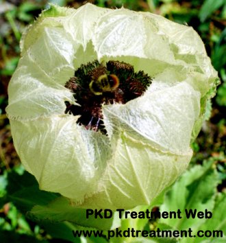 Creatinine Level 8, Hate Dialysis: Is There Any Other Ways For Kidney Disease