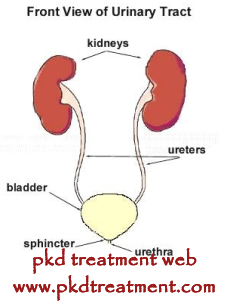Urinary Tract Infection and Kidney Cyst