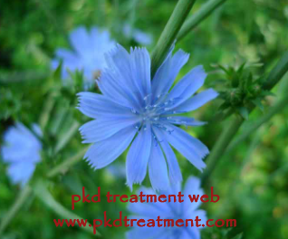 Can PKD Patients Get Benefits From Chicory
