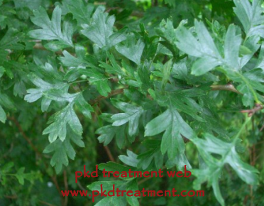 Benefits of Taking Hawthorn Leaf for PKD Patients