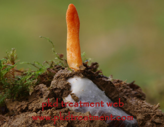 Will Cordyceps Help Kidneys At Failure