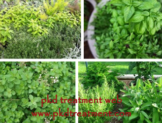 Top 5 Herbs That Are Good for Kidney Failure Patients