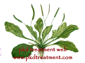 Is Plantago Good for Kidney Failure Patients
