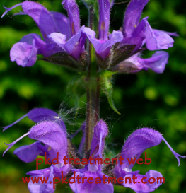 What Kind Of Herbal Medicines To Be Taken To Lower High Creatinine