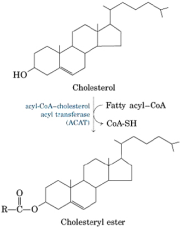 Lowering Cholesterol with Chronic Kidney Disease