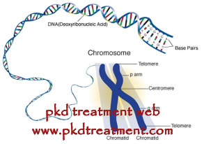 PKD And Genetics 