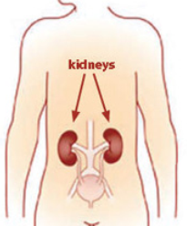 14 Leading Symptoms of Kidney Disease 